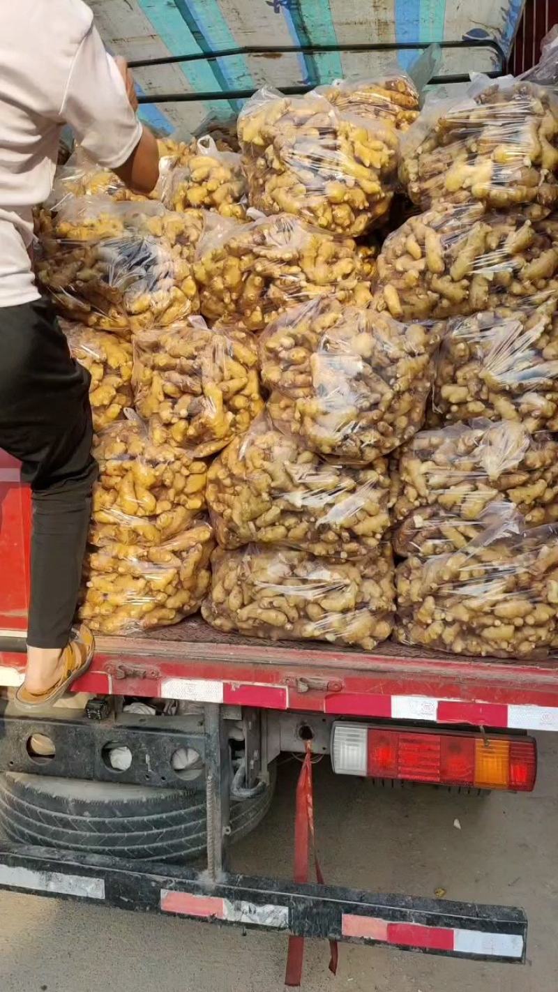 山东大黄姜产地直销价格便宜，品质保证全国发货运费自理