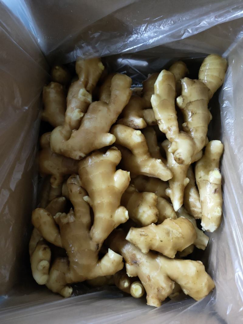 山东大黄姜产地直销价格便宜，品质保证全国发货运费自理