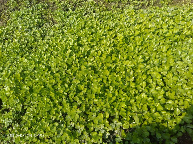 简阳市张家芹菜XT