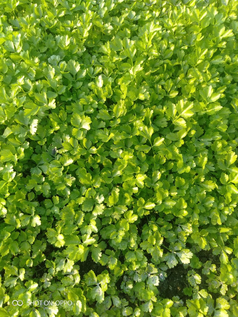 简阳市张家芹菜XT
