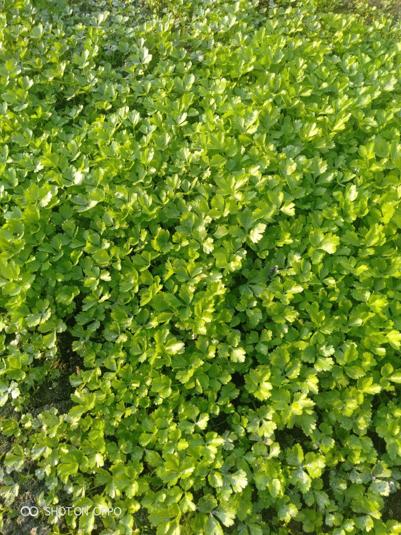 简阳市张家芹菜XT
