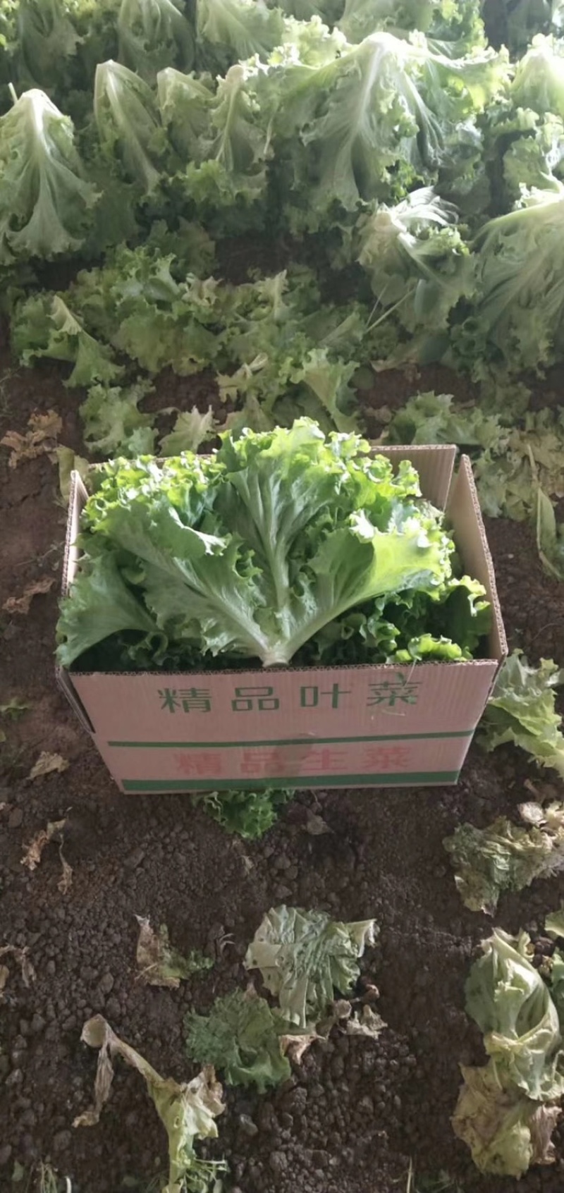 辽宁叶菜生菜李强蔬菜基地常年供应地头发货