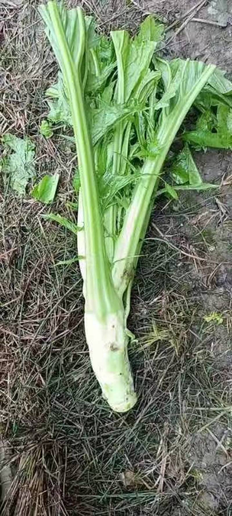 棒菜