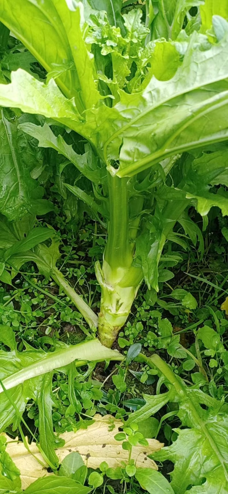 棒菜