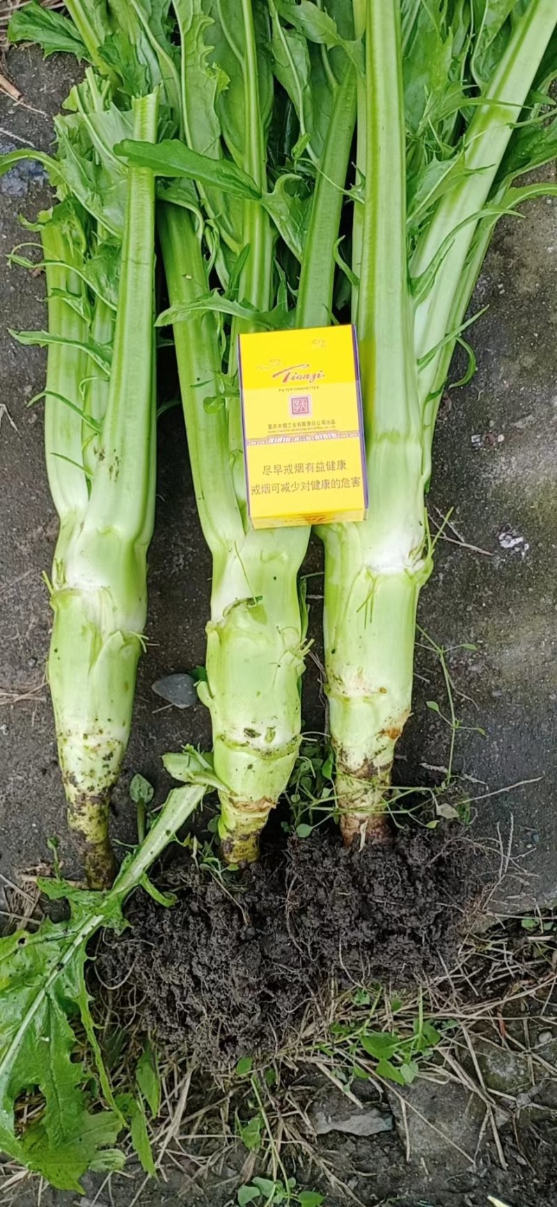 棒菜