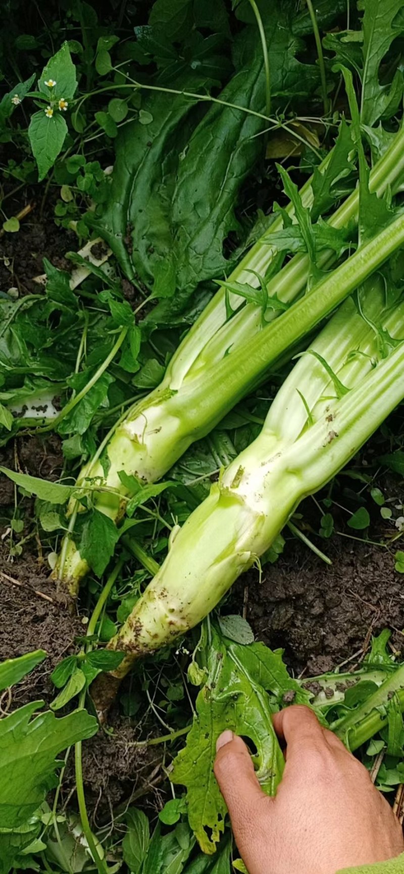 棒菜
