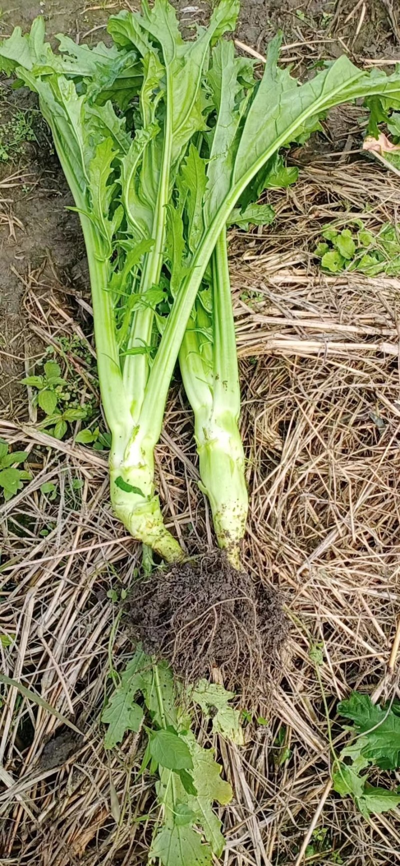 棒菜