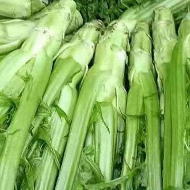 棒菜