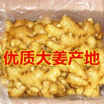 山东大黄姜产地直销价格便宜，品质保证全国发货运费自理