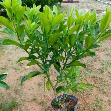 广东省揭阳，非洲茉莉，基地直供