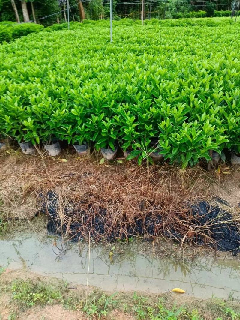 广东省揭阳，非洲茉莉，基地直供