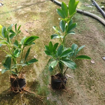 广东揭阳，鸭脚木，鹅掌柴，基地直供，一手货源