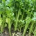 【优选】中小西芹菜大量上市，大量有货，价格便宜
