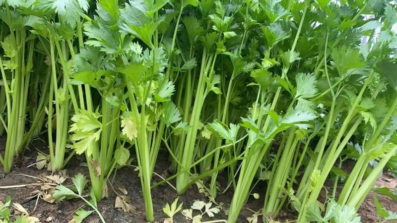 【优选】中小西芹菜大量上市，大量有货，价格便宜