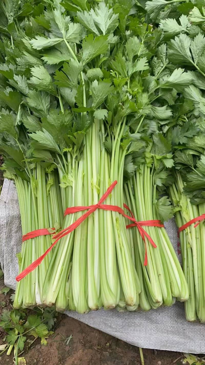 【优选】中小西芹菜大量上市，大量有货，价格便宜