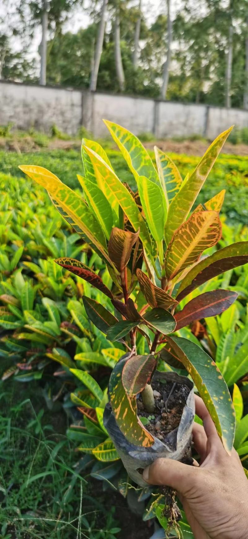 广东省揭阳，变叶木，海南洒金榕，基地直供，一手货源