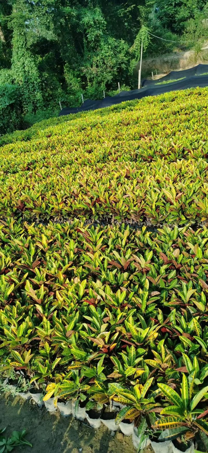 广东省揭阳，变叶木，海南洒金榕，基地直供，一手货源