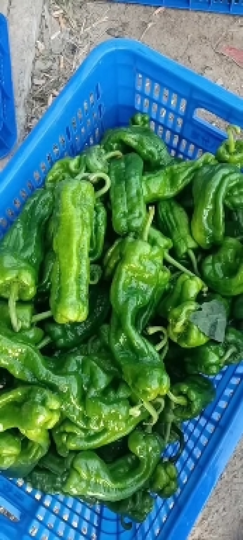 【好货】薄皮辣椒大量上市，大量现货，价格便宜需要的联系