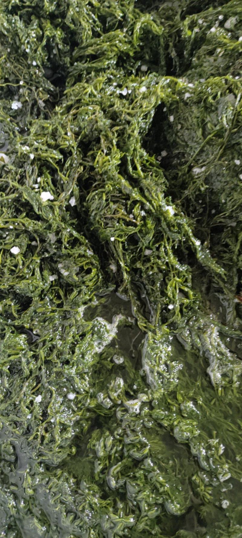 【实力】大连厂家批发订制盐渍马尾藻鞭炮笋海草火锅凉拌食材