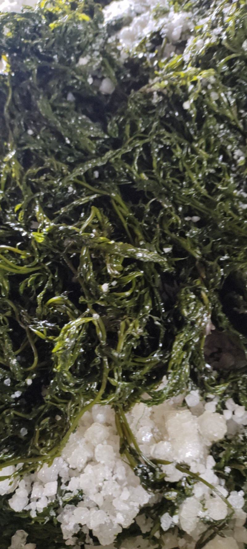 【实力】大连厂家批发订制盐渍马尾藻鞭炮笋海草火锅凉拌食材
