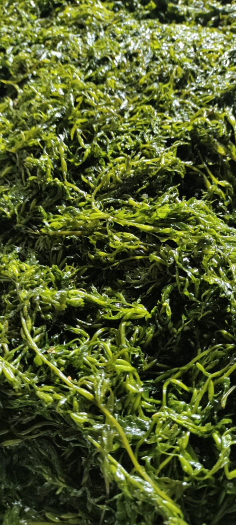 【实力】大连厂家批发订制盐渍马尾藻鞭炮笋海草火锅凉拌食材