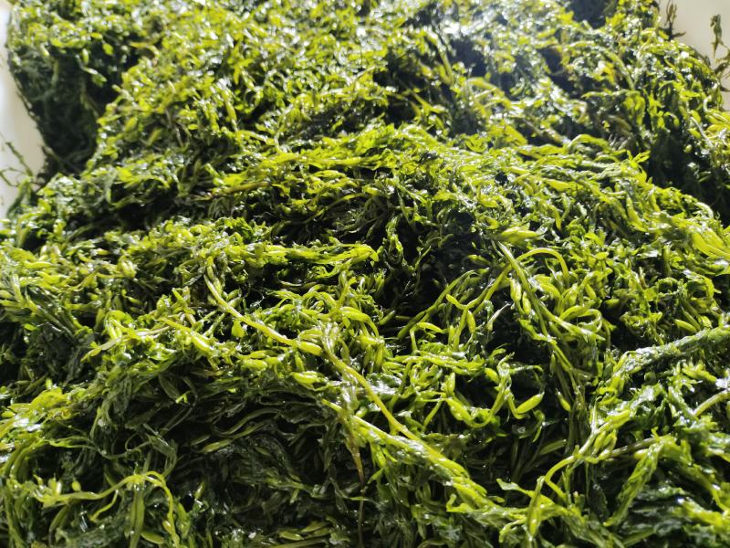 【实力】大连厂家批发订制盐渍马尾藻鞭炮笋海草火锅凉拌食材