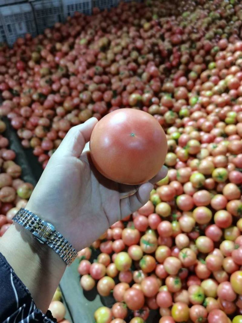 西红柿，黄瓜，芹菜，花菜，角瓜等各种蔬菜大量有货发全国