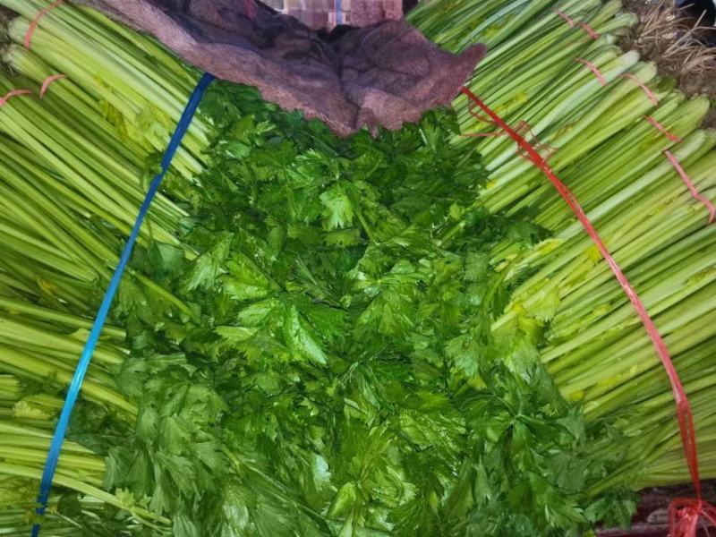 西红柿，黄瓜，芹菜，花菜，角瓜等各种蔬菜大量有货发全国