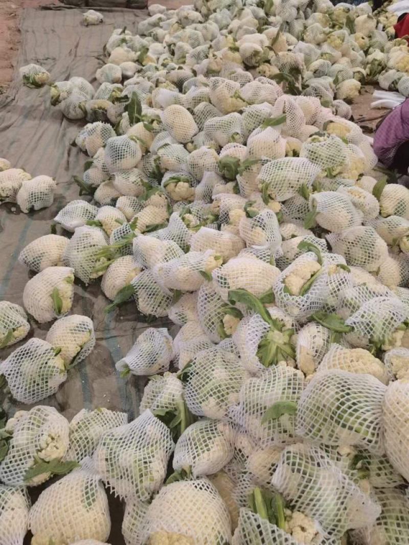 西红柿，黄瓜，芹菜，花菜，角瓜等各种蔬菜大量有货发全国
