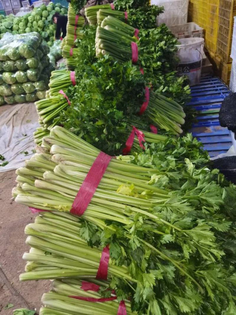 西红柿，黄瓜，芹菜，花菜，角瓜等各种蔬菜大量有货发全国