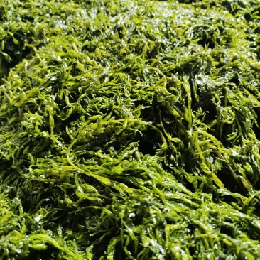 【实力】大连厂家批发订制盐渍马尾藻鞭炮笋海草火锅凉拌食材