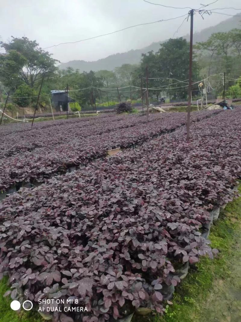 基地直供，红继木，一手货源
