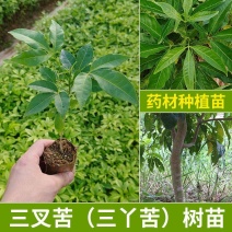 三叉苦种苗药材苗种植三丫苦20~30厘米高杯苗大量有货