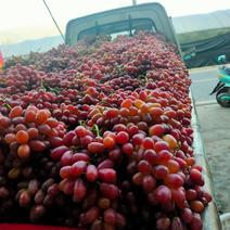 克伦生葡萄，产地一手货源，全国，商超对接。