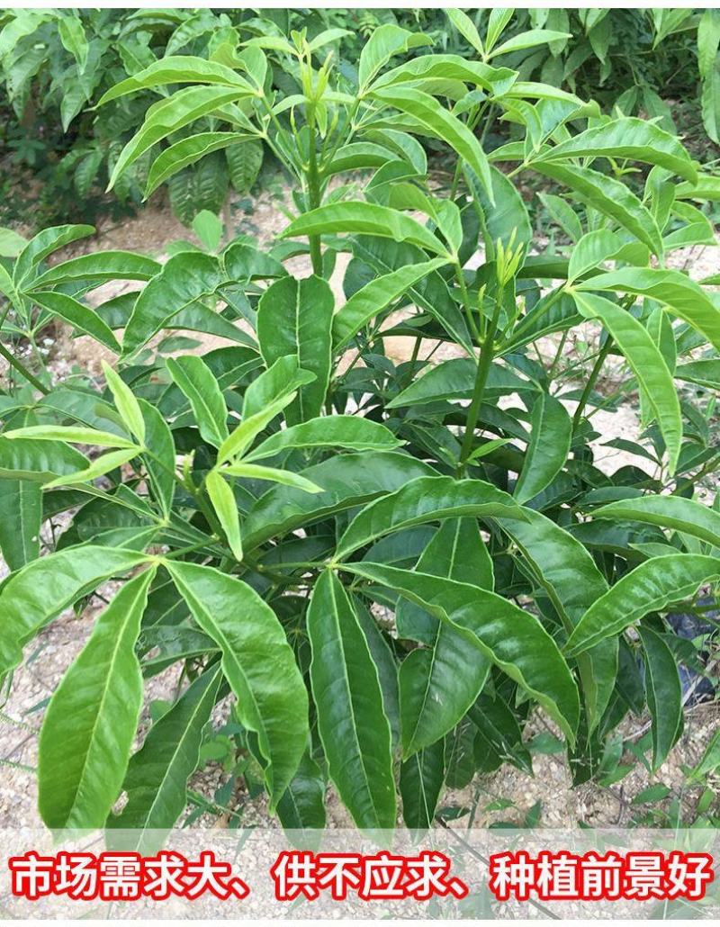 三叉苦种苗药材苗种植三丫苦20~30厘米高杯苗大量有货