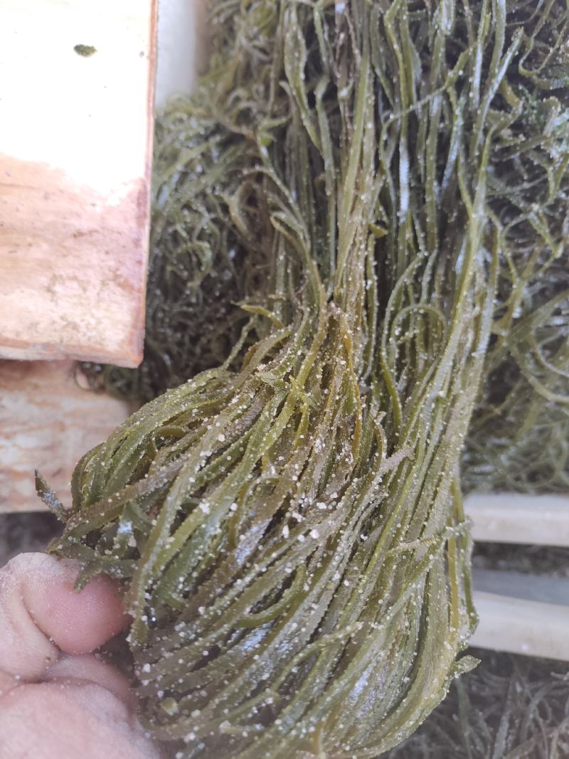 【实力】大连厂家批发订制盐渍马尾藻鞭炮笋海草火锅凉拌食材