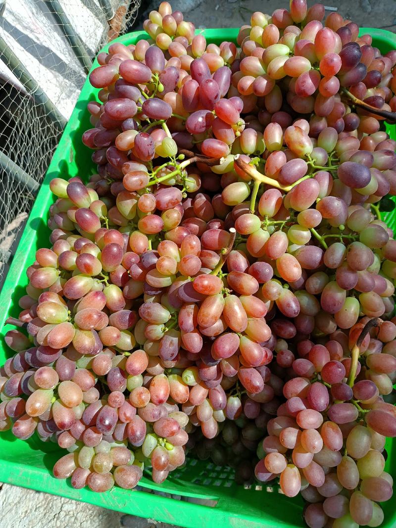 克伦生葡萄，产地一手货源，全国代发，商超对接。