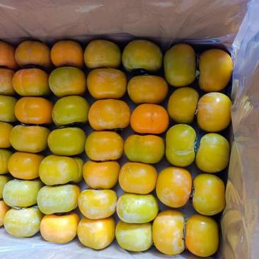 老农民脆柿大量上市0.6元一斤有需要的老板联系我们