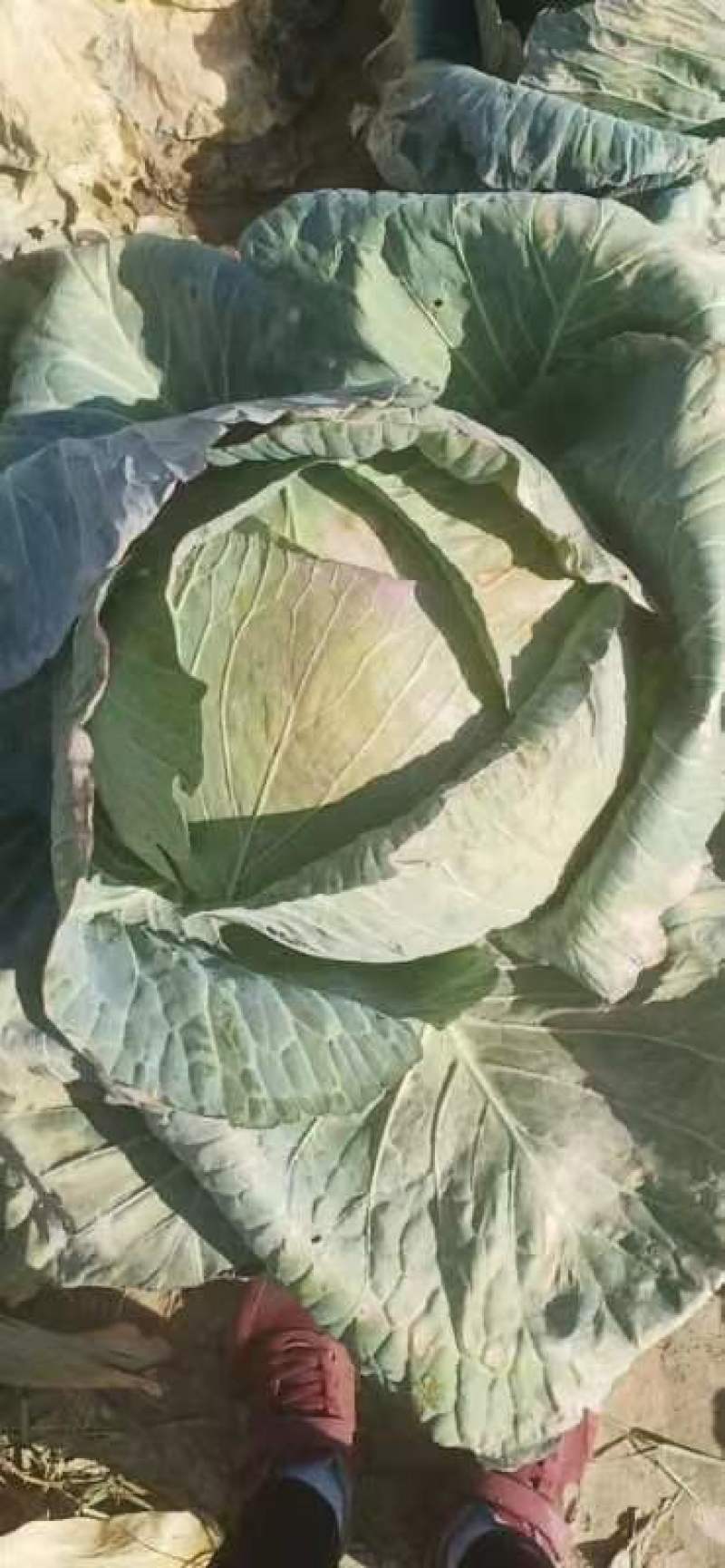 包包菜，平头包菜，莲花白