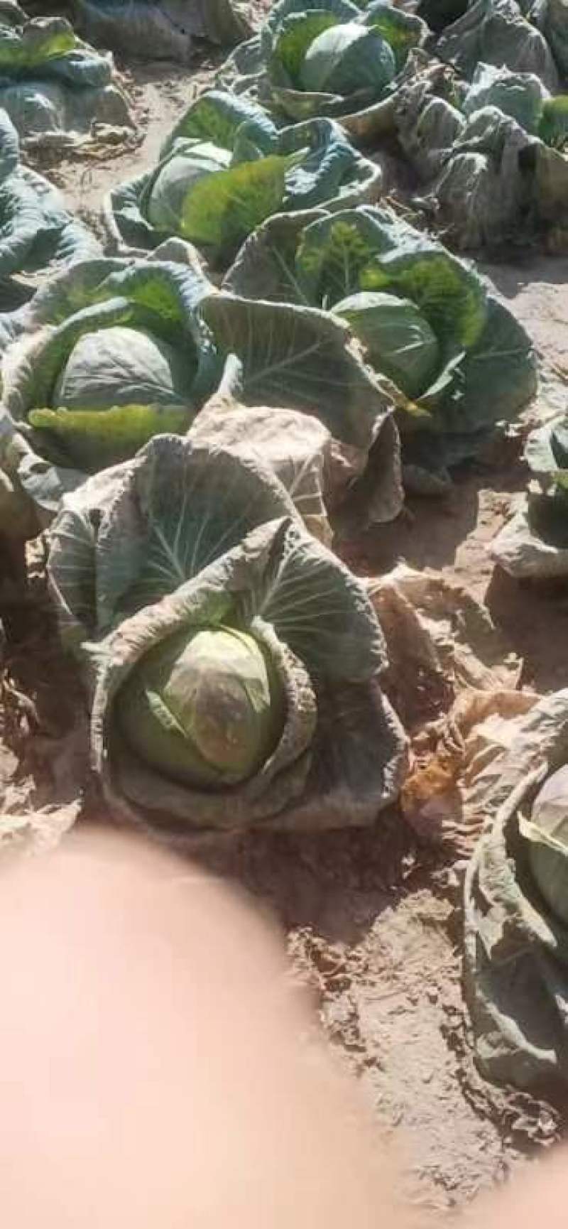 包包菜，平头包菜，莲花白