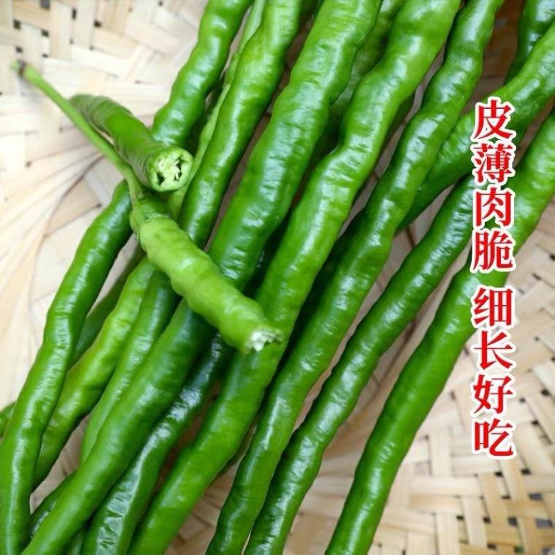 润线968线椒种子918线椒种子928长线椒种子青红两用