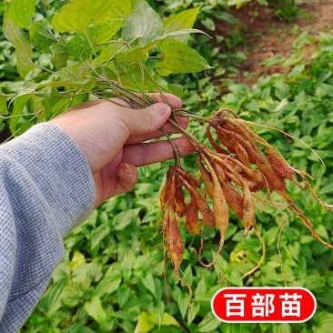百部苗红花白花对叶百部种苗带4~7以上小薯大量有货