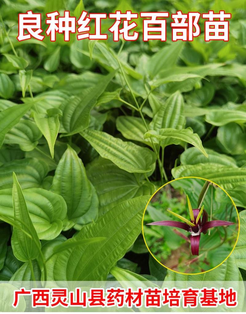 百部苗红花白花对叶百部种苗带4~7以上小薯大量有货