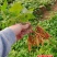百部苗红花白花对叶百部种苗带4~7以上小薯大量有货
