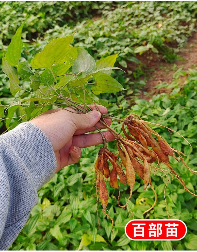 百部苗红花白花对叶百部种苗带4~7以上小薯大量有货