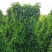 百部苗红花白花对叶百部种苗带4~7以上小薯大量有货