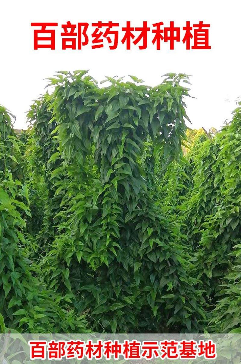 百部苗红花白花对叶百部种苗带4~7以上小薯大量有货