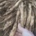百部苗红花白花对叶百部种苗带4~7以上小薯大量有货