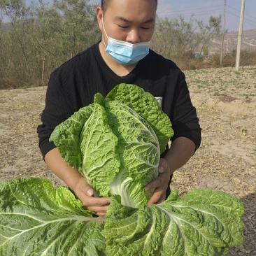 高原夏季蔬菜