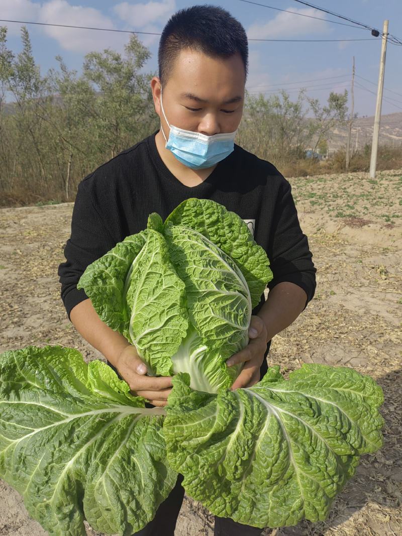 高原夏季蔬菜